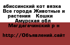 абиссинский кот вязка - Все города Животные и растения » Кошки   . Амурская обл.,Магдагачинский р-н